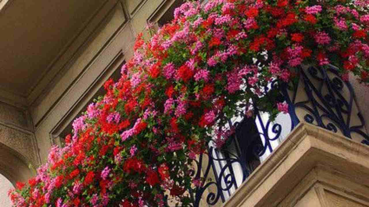 Gerani in balcone
