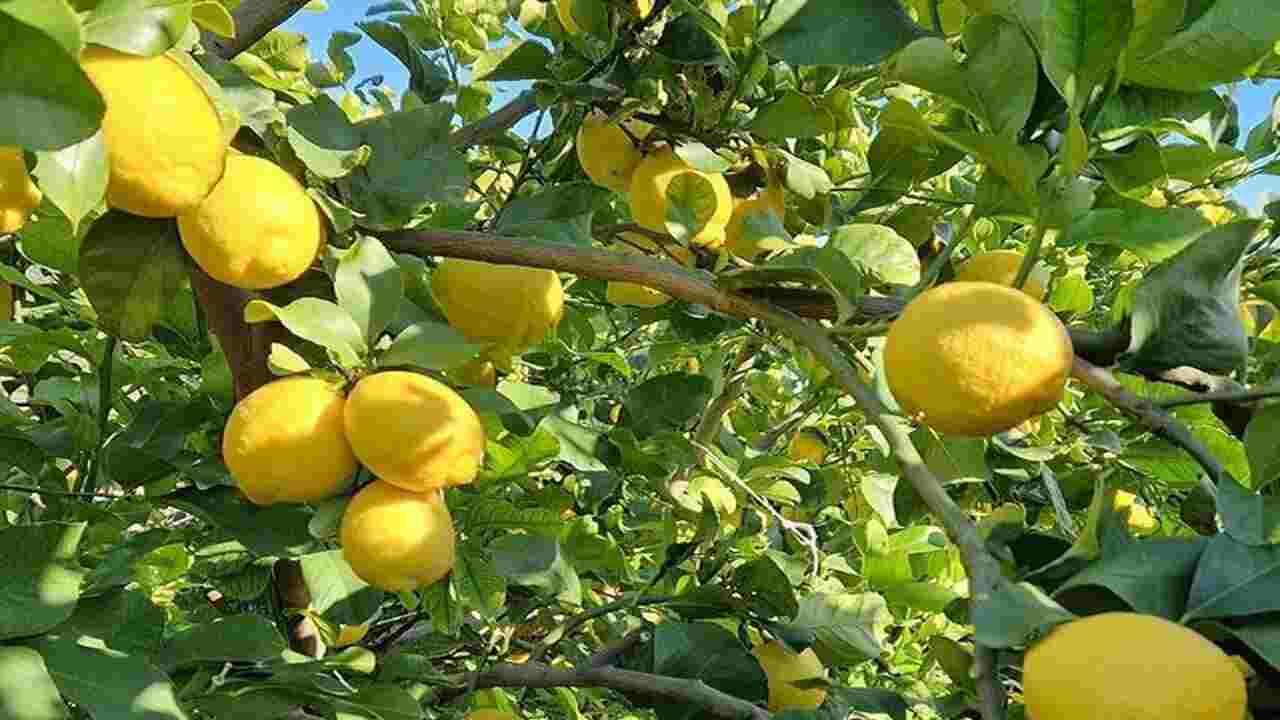 Bucce di limone