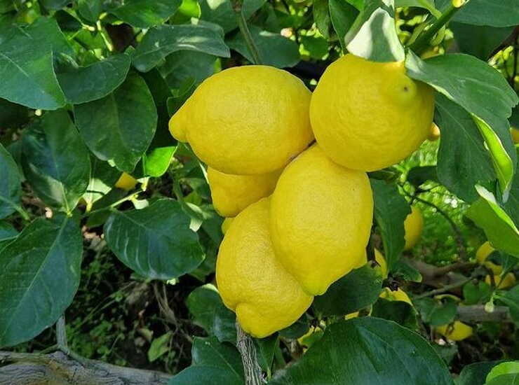 Bucce di limone