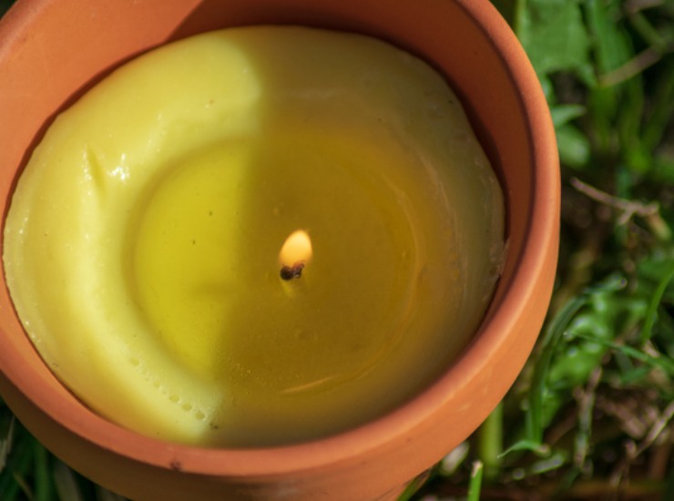 Citronella