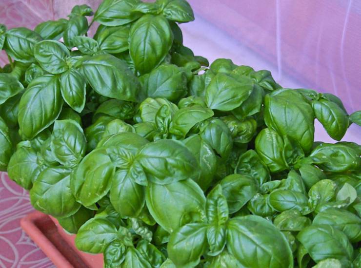 Basilico, un ottimo repellente.