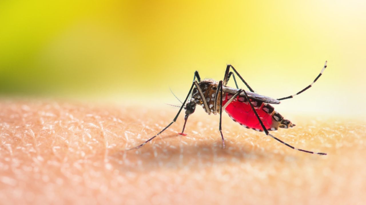 Come allontanare le zanzare
