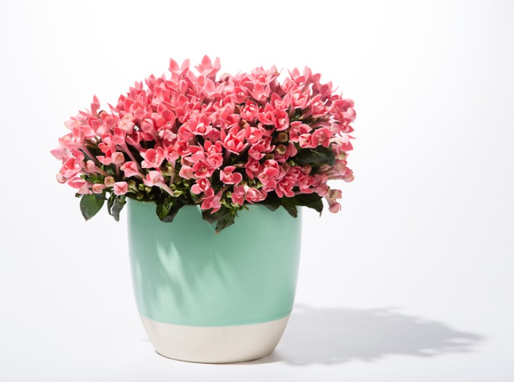 Vaso di fiori