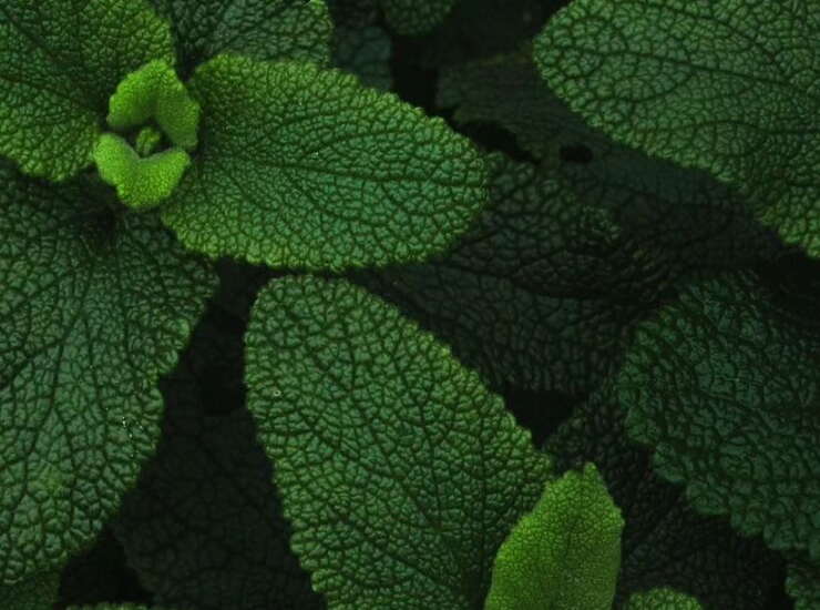 Menta piperita