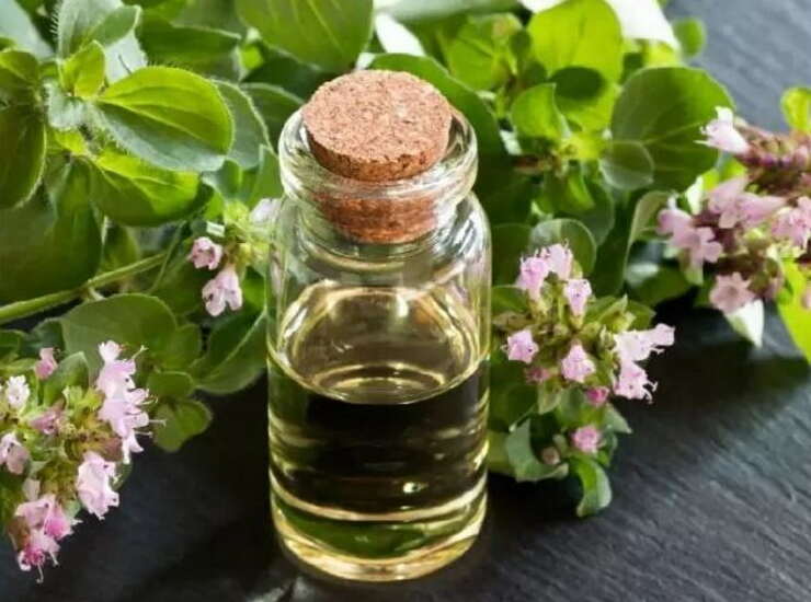 olio essenziale di origano