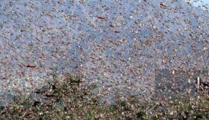 Invasione di cavallette