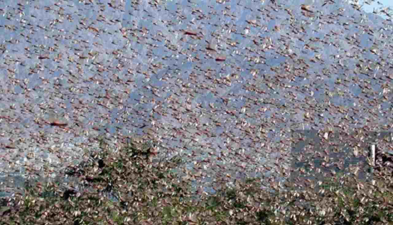 Invasione di cavallette