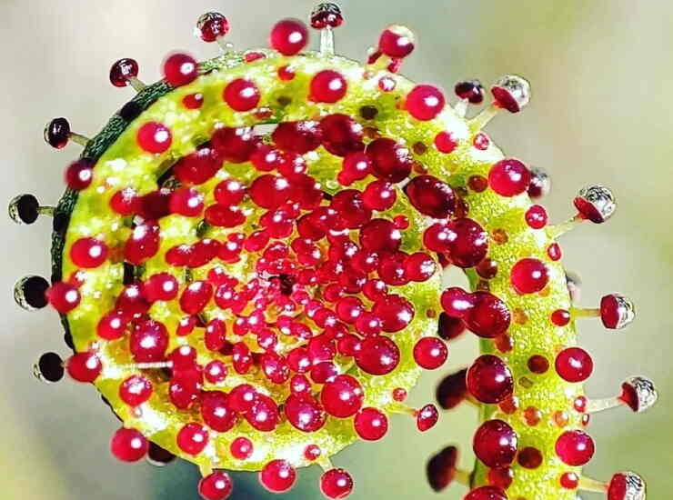 Drosera portoghese