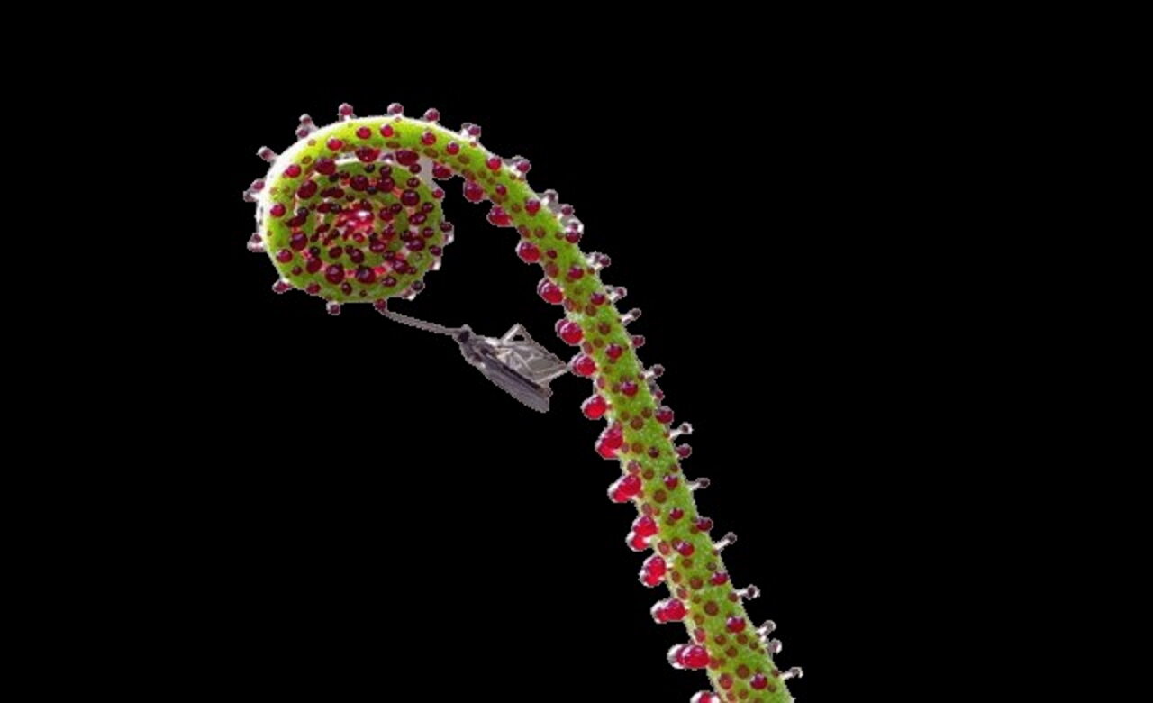 Drosophyllum lusitanicum
