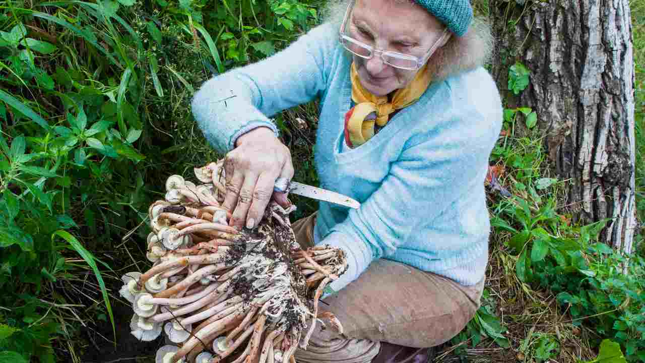 C'è un fungo particolarmente tossico: come riconoscerlo? Nella foto una donna raccoglie i funghi