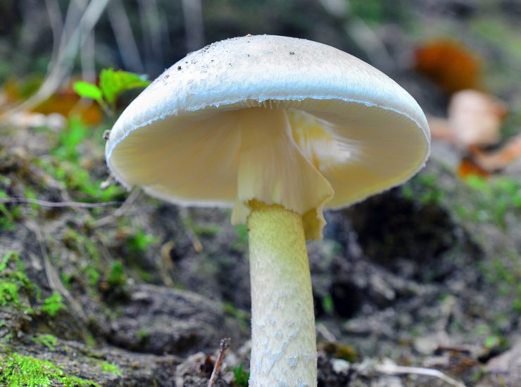 amanita phalloides (amanita falloide): un fungo molto velenoso.