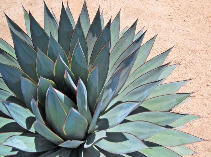 Agave - belligea.it