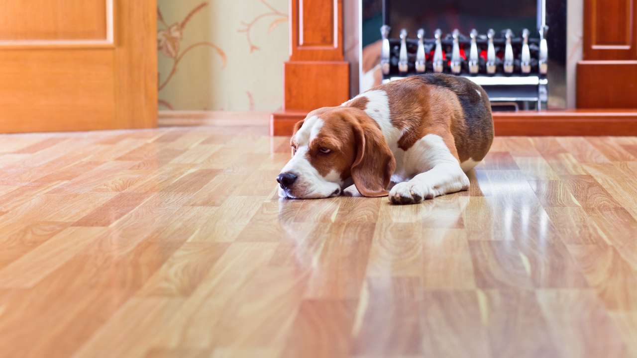Parquet: come tenerlo pulito - belligea.it