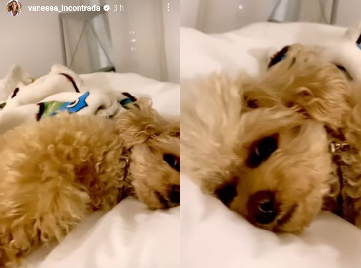 Vanessa Incontrada: il suo cagnolino - Belligea.it