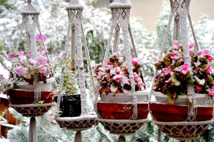 Fiori in inverno sul balcone