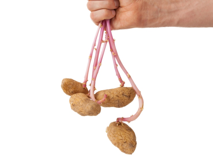 Patate tossiche - belligea.it