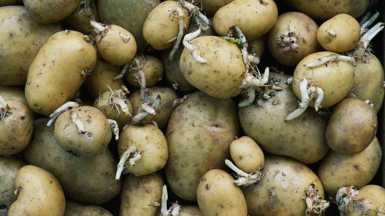 Patate con germogli: non immagini quanto sono tossiche. Ecco quando buttarle  --- (Fonte immagine: https://www.belligea.it/wp-content/uploads/2023/11/Patate-vecchiotte-belligea.it_.jpg)