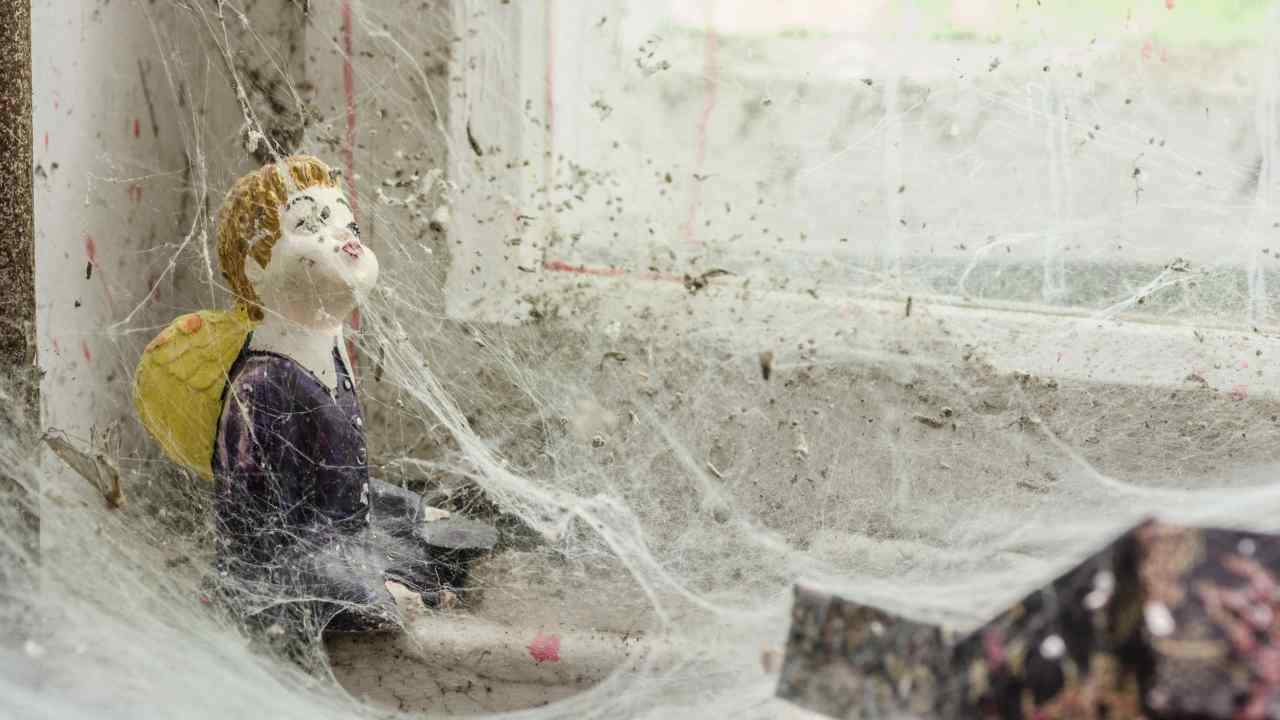 Ragnatele in casa? Ecco come evitarle - belligea.it
